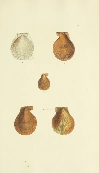The Mineral Conchology Of Great Britain Pl 278