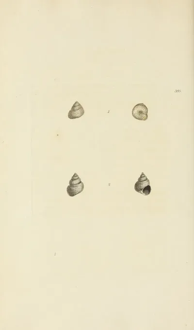 The Mineral Conchology Of Great Britain Pl 279