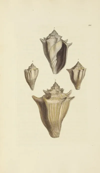 The Mineral Conchology Of Great Britain Pl 280