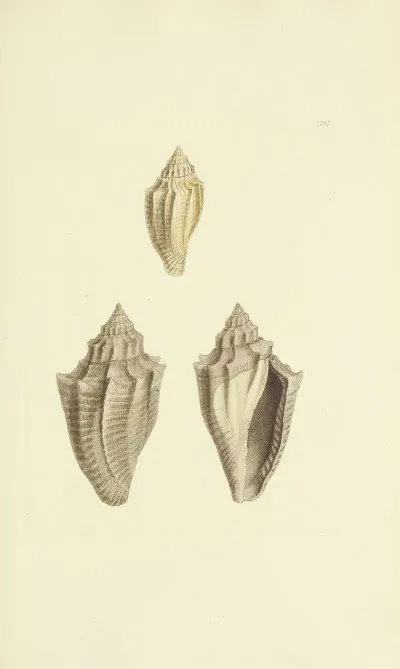 The Mineral Conchology Of Great Britain Pl 281