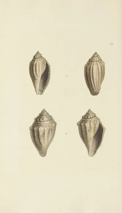 The Mineral Conchology Of Great Britain Pl 282