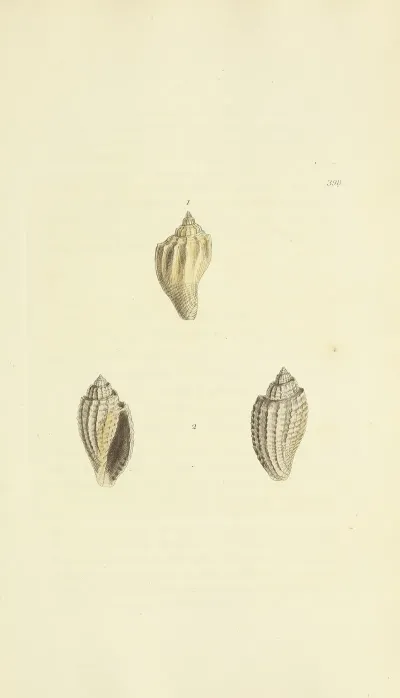 The Mineral Conchology Of Great Britain Pl 283
