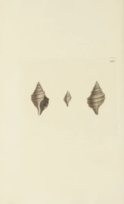 The Mineral Conchology Of Great Britain Pl 284