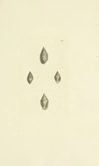The Mineral Conchology Of Great Britain Pl 285