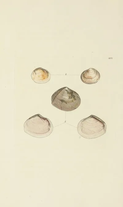 The Mineral Conchology Of Great Britain Pl 286