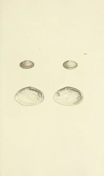 The Mineral Conchology Of Great Britain Pl 287
