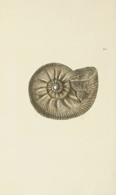 The Mineral Conchology Of Great Britain Pl 288