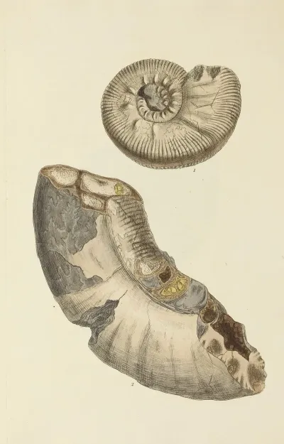 The Mineral Conchology Of Great Britain Pl 289