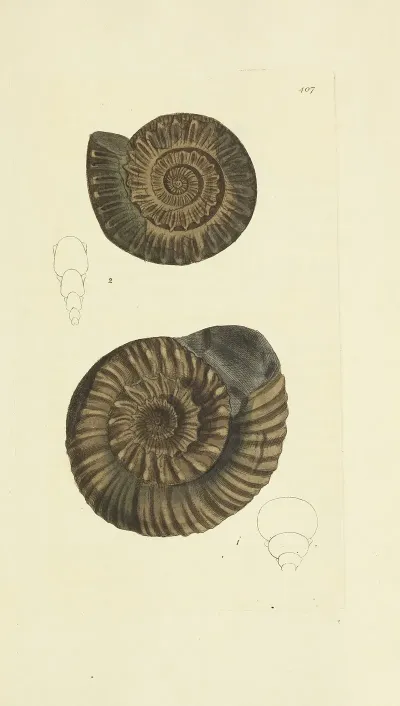 The Mineral Conchology Of Great Britain Pl 290