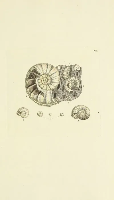 The Mineral Conchology Of Great Britain Pl 291