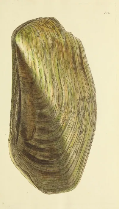 The Mineral Conchology Of Great Britain Pl 292