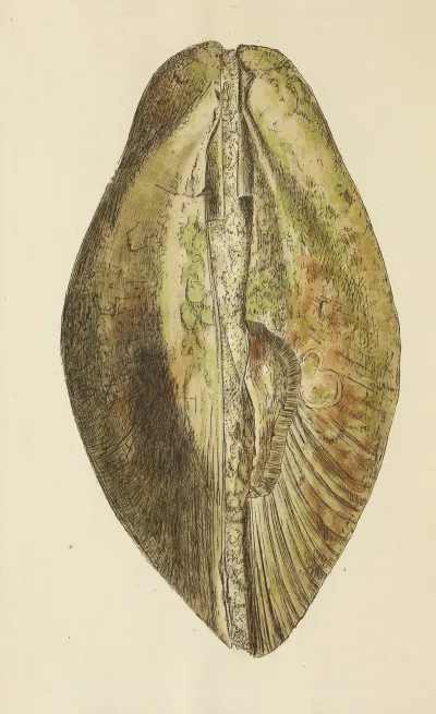 The Mineral Conchology Of Great Britain Pl 293