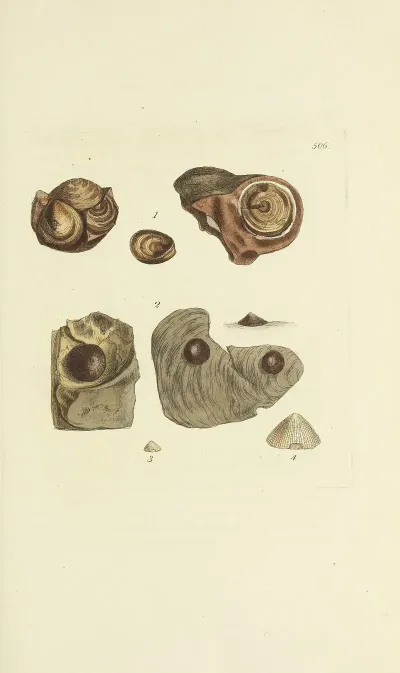 The Mineral Conchology Of Great Britain Pl 294