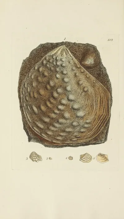 The Mineral Conchology Of Great Britain Pl 295