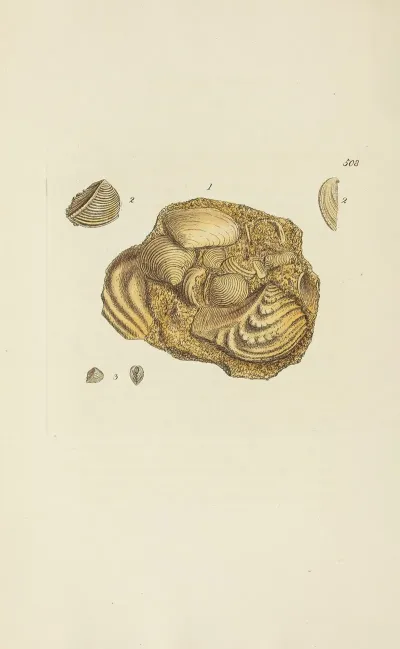 The Mineral Conchology Of Great Britain Pl 296