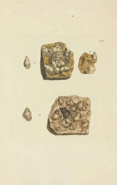 The Mineral Conchology Of Great Britain Pl 297