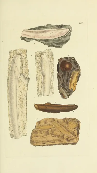 The Mineral Conchology Of Great Britain Pl 298