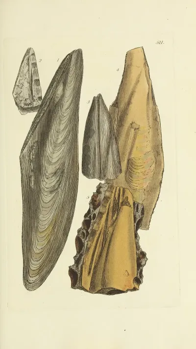 The Mineral Conchology Of Great Britain Pl 299