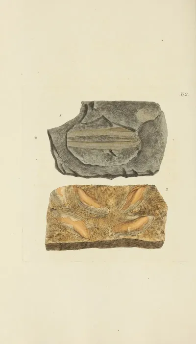 The Mineral Conchology Of Great Britain Pl 300