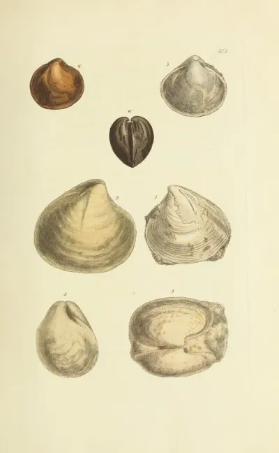 The Mineral Conchology Of Great Britain Pl 301