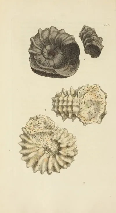 The Mineral Conchology Of Great Britain Pl 302