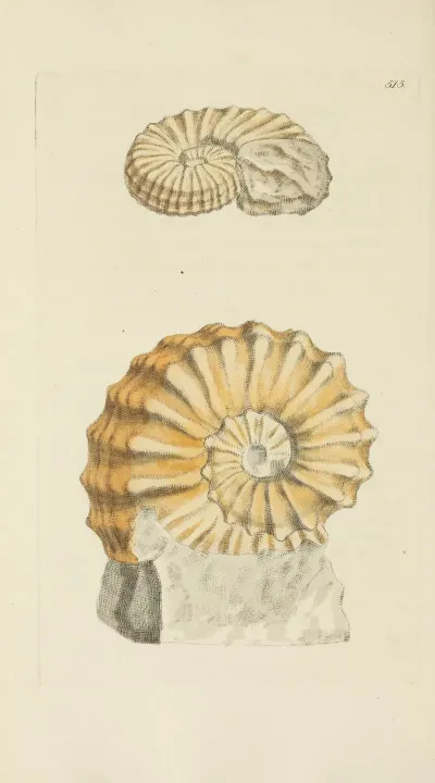 The Mineral Conchology Of Great Britain Pl 303