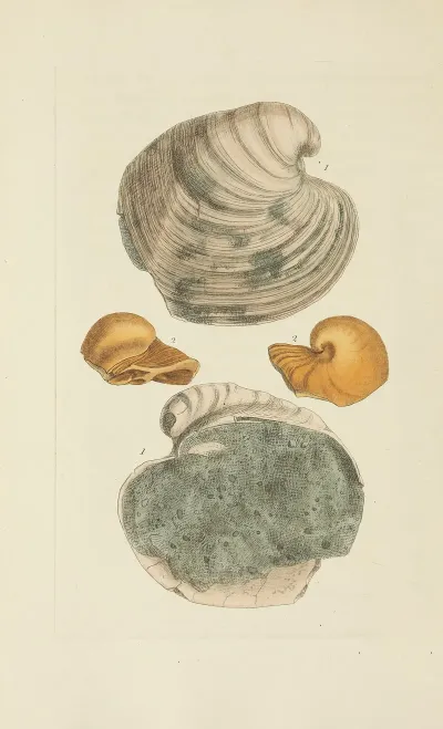 The Mineral Conchology Of Great Britain Pl 304