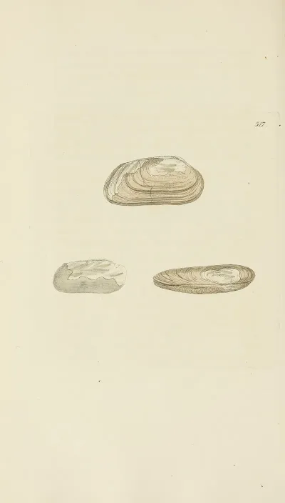 The Mineral Conchology Of Great Britain Pl 305