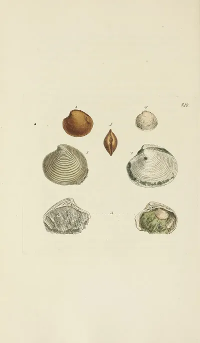 The Mineral Conchology Of Great Britain Pl 306