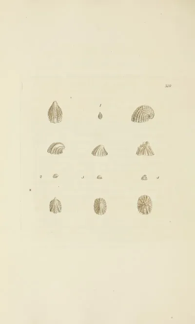 The Mineral Conchology Of Great Britain Pl 307