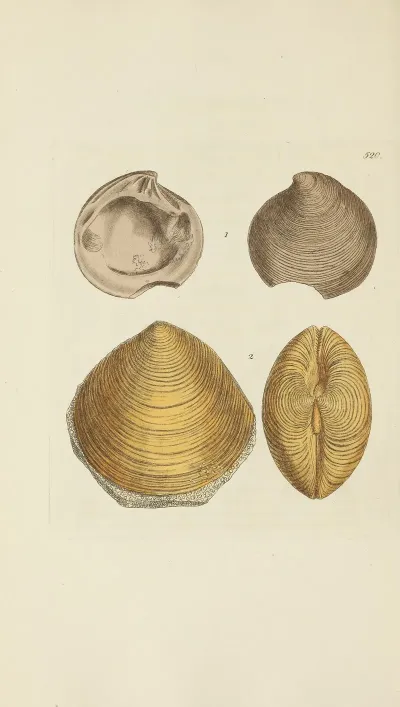 The Mineral Conchology Of Great Britain Pl 308