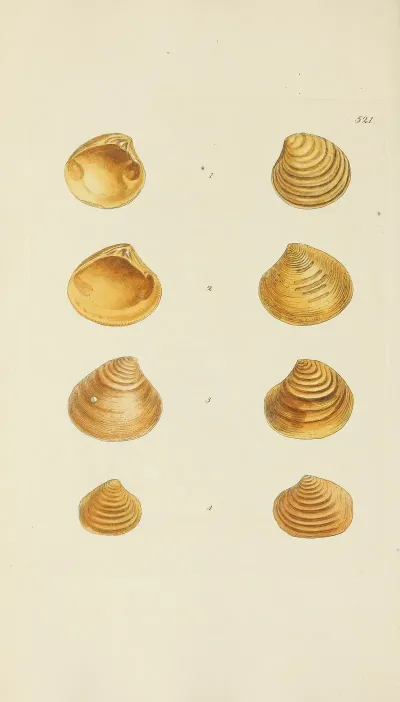 The Mineral Conchology Of Great Britain Pl 309