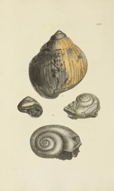 The Mineral Conchology Of Great Britain Pl 310