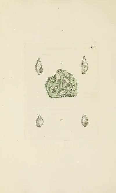 The Mineral Conchology Of Great Britain Pl 311