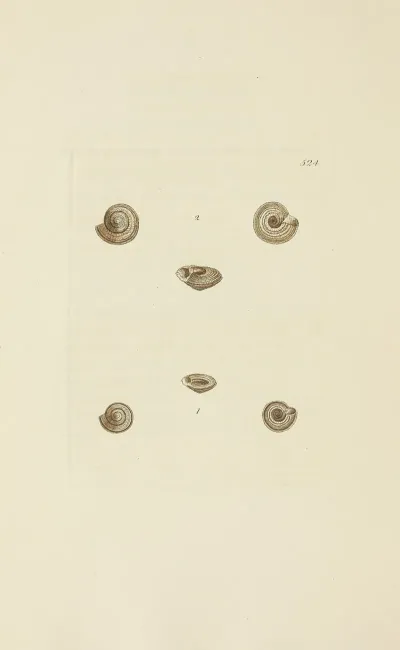 The Mineral Conchology Of Great Britain Pl 312