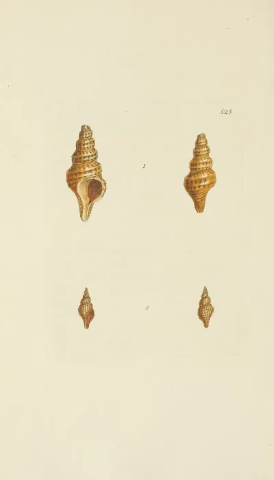 The Mineral Conchology Of Great Britain Pl 313