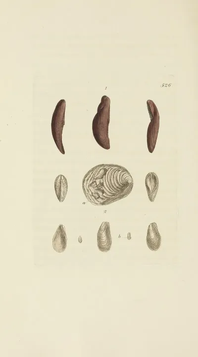 The Mineral Conchology Of Great Britain Pl 314