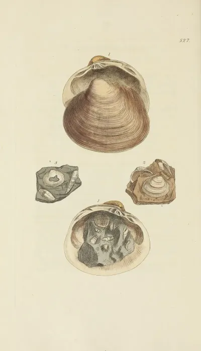 The Mineral Conchology Of Great Britain Pl 315