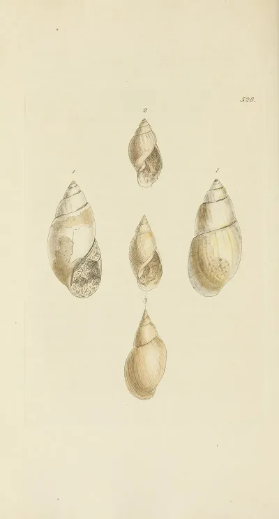 The Mineral Conchology Of Great Britain Pl 316