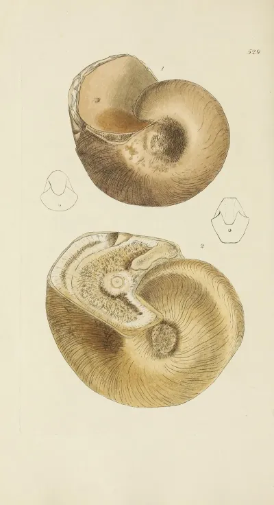 The Mineral Conchology Of Great Britain Pl 317