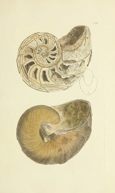 The Mineral Conchology Of Great Britain Pl 318