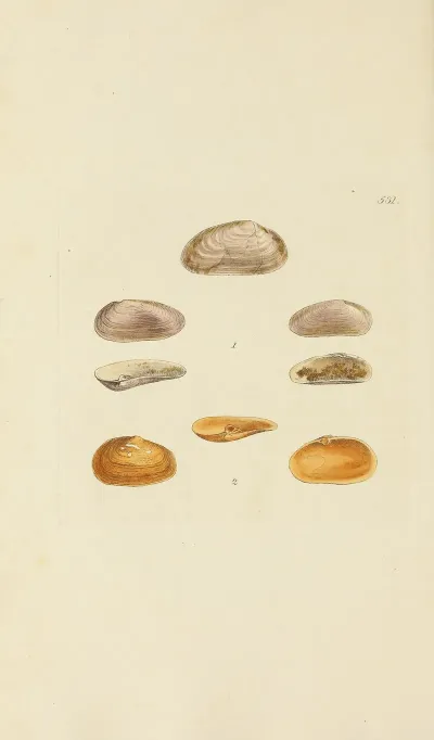 The Mineral Conchology Of Great Britain Pl 319