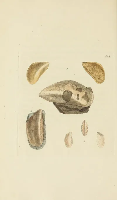 The Mineral Conchology Of Great Britain Pl 320