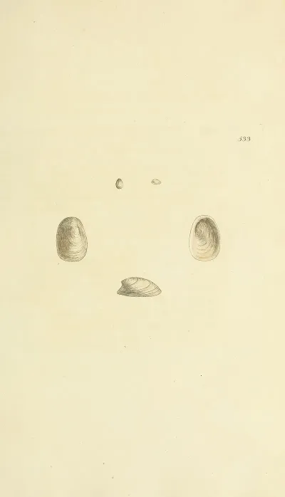 The Mineral Conchology Of Great Britain Pl 321