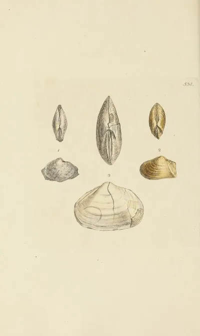 The Mineral Conchology Of Great Britain Pl 322