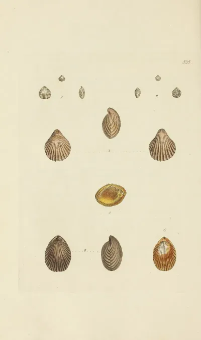 The Mineral Conchology Of Great Britain Pl 323
