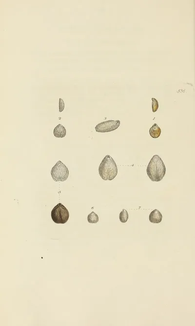 The Mineral Conchology Of Great Britain Pl 324