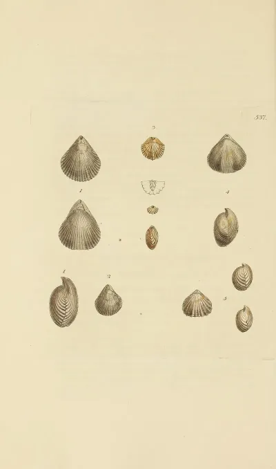 The Mineral Conchology Of Great Britain Pl 325