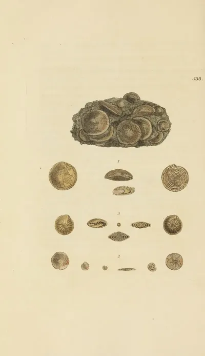 The Mineral Conchology Of Great Britain Pl 326