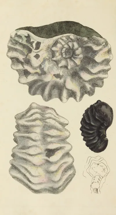 The Mineral Conchology Of Great Britain Pl 327